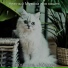 Нежный Музыка для кошек