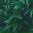 dgnrtv