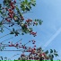 Кислый Гриша