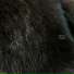 Fellirium