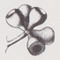Thomas Wallis