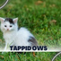 Tappid OWS
