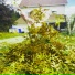 Nickytine