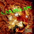LionMusic