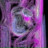 sheqate