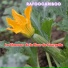 Rafoocariboo