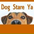 Dog Stare Ya