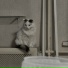 DrifterCat-P