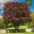 HawkOne, Beats for Trees