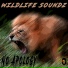 Wildlife Soundz