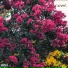 Chilwell., Lifted LoFi