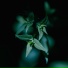 laurel green