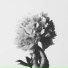 Delvin Kosmos