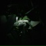 Looklonely