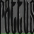 Rattus