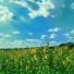 Celestial Flower