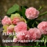 Florentia