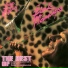 Dave McArtney And The Pink Flamingos