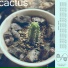 Nect
