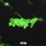 LiTrendy700
