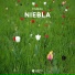 Mdelo