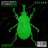 Tyderia