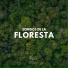 Sonido Del Bosque y Naturaleza