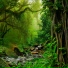 Nature Sounds Winds