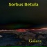 Sorbus Betula