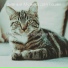 дивный Музыка для кошек