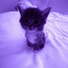 xxzqwez
