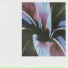 Bindweed