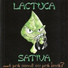 Lactuca Sativa