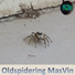 masvin