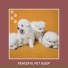 Dog Chill Out Music