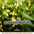 Devraj Chauhan