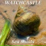 Watchastle