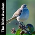 The Nature Soundscapes