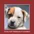 Dog Anxiety Relief