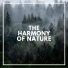 Rainforest Sounds