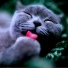 дивный Музыка для кошек