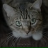 Music For Cats TA, Cat Music, Music For Cats Peace