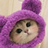 OBLXKQ, eyfect