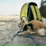 Cat Relaxing Master