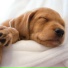 Deep Sleep Seekers
