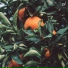 Rubus