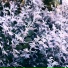 luvbird