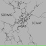 SEDWIG