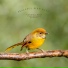 Calming Bird Background Sounds