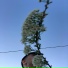 1oveboi